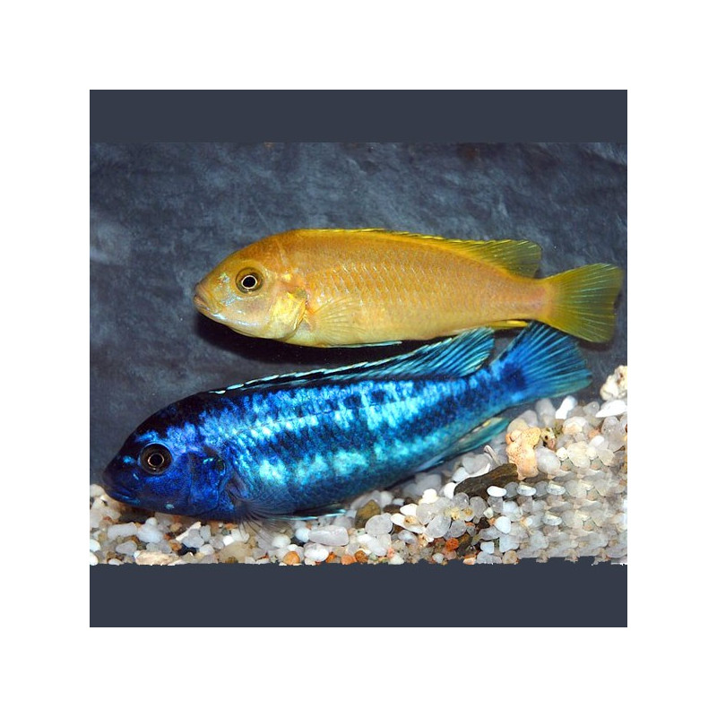 Melanochromis Johanni 6-8cm